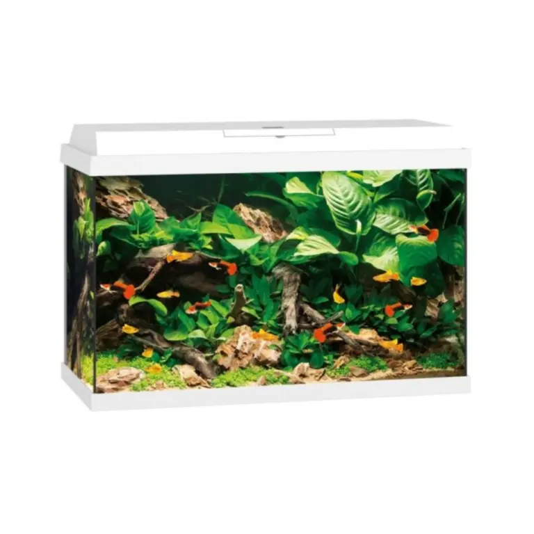 Buy Juwel Primo 70 LED aquarium, Novolux LED lighting, energy-efficient aquarium light, aquarium with feeding hatch, condensation control aquarium cover, TÜV GS certified aquarium, 60 liter aquarium, compact aquarium with LED, JUWEL automatic feeder compatible, modern aquarium design, bright LED aquarium india