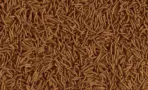 buy Tetra Cichlid XL Sticks, cichlid staple food, large carnivorous fish food, floating fish sticks, vitamin-enriched fish food, high protein fish diet, ornamental fish nutrition, cichlid growth food, Oscars food, freshwater shark diet, balanced diet for large fish, immune support fish feed, digestible fish sticks, aquarium fish sticks