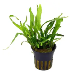 ADA AP101 Microsorum pteropus Narrow Leaf, Java Fern Narrow Leaf ADA Greenhouse Pot, ADA aquatic plants India, Microsorum pteropus ADA plant, ADA Java Fern narrow leaf India, aquarium fern ADA India, ADA AP101 plant price India, low light aquarium fern, ADA Greenhouse aquatic plants India