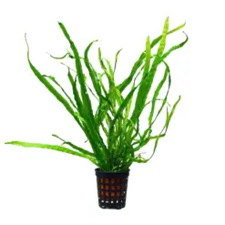 Buy ADA AP110 Microsorum pteropus Narrow Leaf Thailand, ADA Java Fern Thailand, ADA aquarium plants India, ADA Greenhouse Pot Plant India, Java Fern Narrow Leaf ADA Thailand, Microsorum pteropus ADA plant, ADA pot plant AP110, ADA Java Fern India price, low light aquarium fern ADA, ADA aquatic plants India