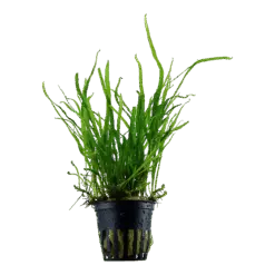 ADA CP103 Microsorum pteropus Trident, ADA Java Fern Trident India, ADA Greenhouse Pot plants, ADA Microsorum Trident India, ADA aquatic plants India, ADA CP103 India, ADA Java Fern India, ADA rhizome plants India, ADA low light aquarium plants, ADA Nature Aquarium plants