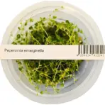 Buy ADA IC346 Peperomia emarginella, ADA tissue culture plants India, ADA terrarium plants India, ADA DOOA plants, Peperomia emarginella ADA cup, ADA greenhouse plants India, ADA IC346 India price, ADA paludarium plants, ADA emersed plants, ADA Nature Aquarium terrarium