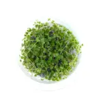 Buy ADA IC346 Peperomia emarginella, ADA tissue culture plants India, ADA terrarium plants India, ADA DOOA plants, Peperomia emarginella ADA cup, ADA greenhouse plants India, ADA IC346 India price, ADA paludarium plants, ADA emersed plants, ADA Nature Aquarium terrarium