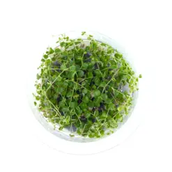 Buy ADA IC346 Peperomia emarginella, ADA tissue culture plants India, ADA terrarium plants India, ADA DOOA plants, Peperomia emarginella ADA cup, ADA greenhouse plants India, ADA IC346 India price, ADA paludarium plants, ADA emersed plants, ADA Nature Aquarium terrarium