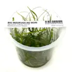 Buy ADA IC352 Helanthium tenellum, ADA pygmy chain sword India, ADA tissue culture plants India, ADA foreground carpet plants, ADA Helanthium tenellum cup, ADA carpeting plants India, ADA IC352 price India, ADA aquarium grass, ADA Nature Aquarium plants, ADA CO2 aquarium carpet