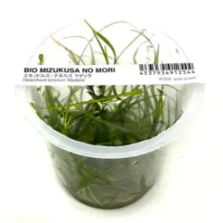 Buy ADA IC352 Helanthium tenellum, ADA pygmy chain sword India, ADA tissue culture plants India, ADA foreground carpet plants, ADA Helanthium tenellum cup, ADA carpeting plants India, ADA IC352 price India, ADA aquarium grass, ADA Nature Aquarium plants, ADA CO2 aquarium carpet