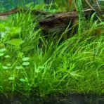 Buy ADA IC352 Helanthium tenellum, ADA pygmy chain sword India, ADA tissue culture plants India, ADA foreground carpet plants, ADA Helanthium tenellum cup, ADA carpeting plants India, ADA IC352 price India, ADA aquarium grass, ADA Nature Aquarium plants, ADA CO2 aquarium carpet
