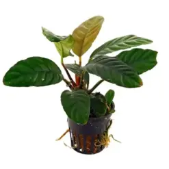 Buy ADA LC056 Anubias barteri var coffeefolia, ADA Anubias coffeefolia India, ADA Greenhouse Pot plants, Anubias coffeefolia ADA India, ADA aquarium plants India, ADA Anubias pot plant, ADA coffeefolia price India, low light Anubias plant India, ADA aquatic plants India, ADA Nature Aquarium plants