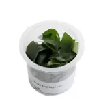 Buy ADA MK050 Anubias barteri var nana, ADA Anubias Nana India, ADA greenhouse cup plants, ADA aquatic plants India, ADA Anubias MK050, ADA rhizome plants India, ADA low light aquarium plants, ADA Anubias barteri nana cup, ADA Nature Aquarium plants, ADA freshwater plants India