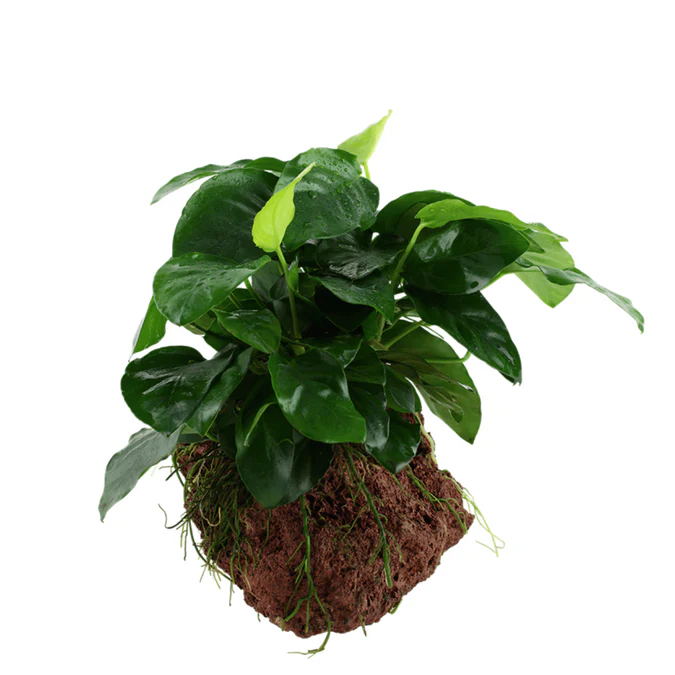 ADA MK050 Anubias barteri var. nana Buy ADA MK050 Anubias barteri var nana, ADA Anubias Nana India, ADA greenhouse cup plants, ADA aquatic plants India, ADA Anubias MK050, ADA rhizome plants India, ADA low light aquarium plants, ADA Anubias barteri nana cup, ADA Nature Aquarium plants, ADA freshwater plants India