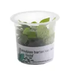 Buy ADA MK052 Anubias barteri var nana Gold, ADA Anubias Gold India, ADA greenhouse cup plants, ADA aquatic plants India, Anubias nana Gold ADA, ADA MK052 India, ADA Anubias Gold aquarium plant, ADA rhizome plants India, ADA low light plants India, ADA Nature Aquarium plants