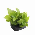 Buy ADA MK052 Anubias barteri var nana Gold, ADA Anubias Gold India, ADA greenhouse cup plants, ADA aquatic plants India, Anubias nana Gold ADA, ADA MK052 India, ADA Anubias Gold aquarium plant, ADA rhizome plants India, ADA low light plants India, ADA Nature Aquarium plants