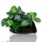 Buy ADA MK055 Anubias barteri var nana Petite, ADA Anubias Petite India, ADA greenhouse cup plants, ADA aquatic plants India, ADA nano aquarium plants, ADA Anubias MK055, ADA Petite Anubias price India, ADA rhizome plants India, ADA low light aquarium plants, ADA Nature Aquarium plants