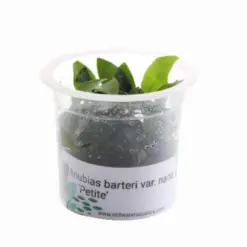 Buy ADA MK055 Anubias barteri var nana Petite, ADA Anubias Petite India, ADA greenhouse cup plants, ADA aquatic plants India, ADA nano aquarium plants, ADA Anubias MK055, ADA Petite Anubias price India, ADA rhizome plants India, ADA low light aquarium plants, ADA Nature Aquarium plants