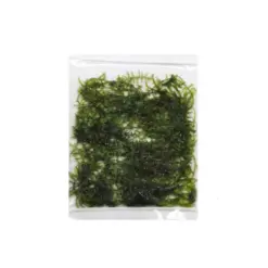 Buy ADA ZP814 Vesicularia montagnei, ADA Taiwan Moss India, ADA Greenhouse Cup plants, ADA aquatic moss India, Taiwan Moss ADA, ADA Vesicularia moss, ADA ZP814 India price, ADA moss for driftwood, ADA aquarium plants India, ADA Nature Aquarium moss