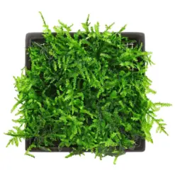 Buy ADA ZP814 Vesicularia montagnei, ADA Taiwan Moss India, ADA Greenhouse Cup plants, ADA aquatic moss India, Taiwan Moss ADA, ADA Vesicularia moss, ADA ZP814 India price, ADA moss for driftwood, ADA aquarium plants India, ADA Nature Aquarium moss