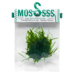 Buy ADA ZP803 Spiky Moss, ADA Spiky Moss India, ADA Greenhouse Cup plants, ADA moss India, ADA aquatic plants India, Spiky Moss ADA cup, ADA ZP803 India price, aquarium moss ADA, ADA moss for driftwood, ADA Nature Aquarium plants India