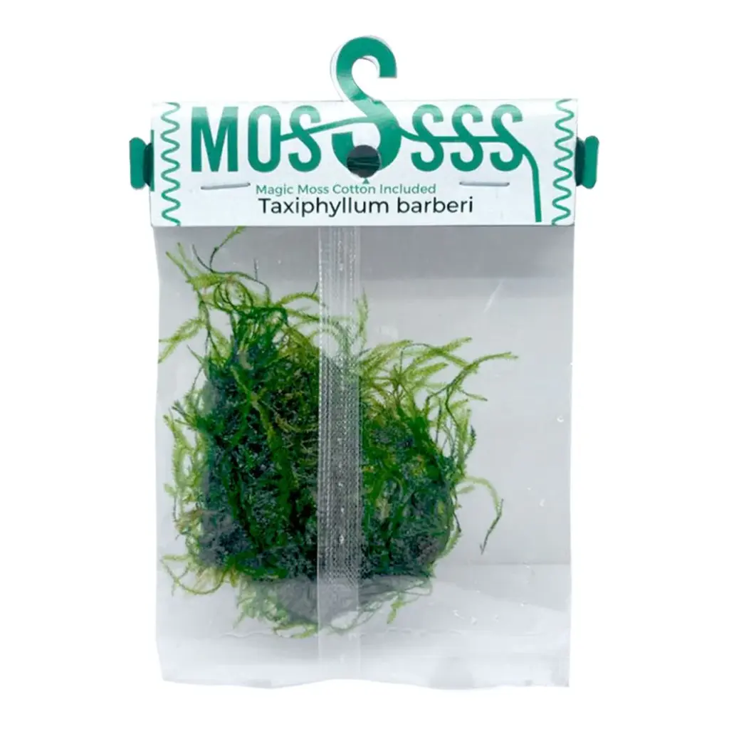 Buy ADA Moss Bag Taxiphyllum barbieri, ADA Java Moss India, ADA Magic Moss Cotton, ADA aquarium moss India, ADA ZP moss, ADA moss bag India, ADA Taxiphyllum barbieri moss, Java Moss ADA Greenhouse, ADA moss for driftwood India, ADA Nature Aquarium moss