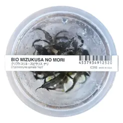 Buy ADA IC353 Cryptocoryne spiralis Nari, ADA Cryptocoryne Nari India, ADA tissue culture plants India, ADA aquarium plants India, ADA IC353 price India, ADA Cryptocoryne spiralis India, ADA rosette plants, ADA midground plants India, ADA aquatic plants India, ADA Nature Aquarium plants