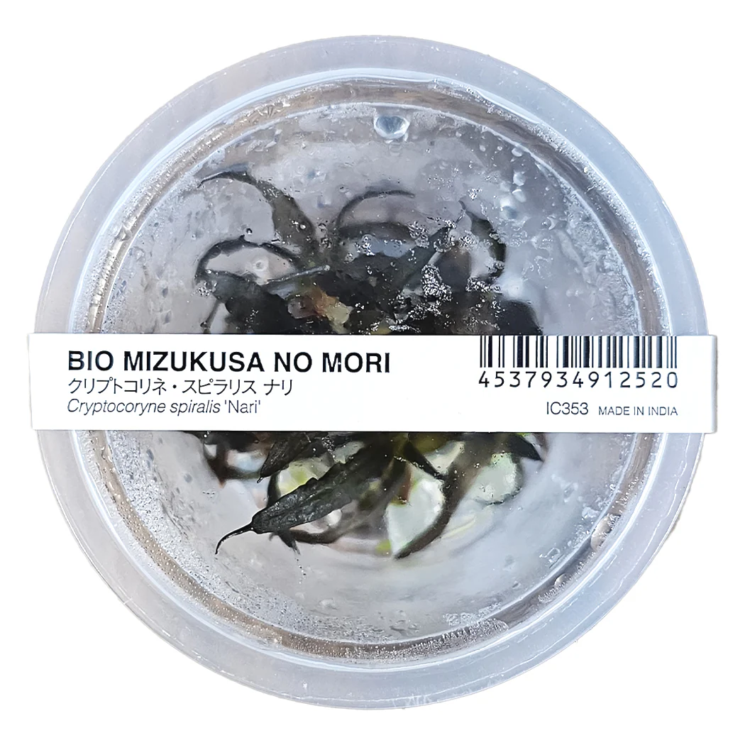 ada-cryptocoryne-spiralis-nari Buy ADA IC353 Cryptocoryne spiralis Nari, ADA Cryptocoryne Nari India, ADA tissue culture plants India, ADA aquarium plants India, ADA IC353 price India, ADA Cryptocoryne spiralis India, ADA rosette plants, ADA midground plants India, ADA aquatic plants India, ADA Nature Aquarium plants