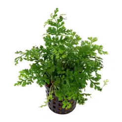 Buy ADA LC114 Bolbitis heudelotii, ADA Bolbitis heudelotii India, ADA greenhouse plants, African Water Fern ADA, Bolbitis heudelotii ADA Greenhouse Pot, ADA aquatic ferns India, ADA aquarium plants India, low light aquarium fern, Bolbitis ADA LC114 price India, ADA Nature Aquarium plants