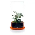 Buy DOOA CELL Terrarium, ADA DOOA glass terrarium India, ADA moss terrarium, DOOA CELL clear amber emerald, ADA terrarium planter, ADA DOOA emersed plant pot, glass terrarium for moss India, DOOA ADA CELL price India, ADA terrarium container, DOOA terrarium glass India