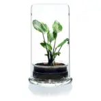 Buy DOOA CELL Terrarium, ADA DOOA glass terrarium India, ADA moss terrarium, DOOA CELL clear amber emerald, ADA terrarium planter, ADA DOOA emersed plant pot, glass terrarium for moss India, DOOA ADA CELL price India, ADA terrarium container, DOOA terrarium glass India