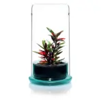 Buy DOOA CELL Terrarium, ADA DOOA glass terrarium India, ADA moss terrarium, DOOA CELL clear amber emerald, ADA terrarium planter, ADA DOOA emersed plant pot, glass terrarium for moss India, DOOA ADA CELL price India, ADA terrarium container, DOOA terrarium glass India