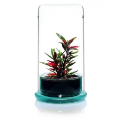 Buy DOOA CELL Terrarium, ADA DOOA glass terrarium India, ADA moss terrarium, DOOA CELL clear amber emerald, ADA terrarium planter, ADA DOOA emersed plant pot, glass terrarium for moss India, DOOA ADA CELL price India, ADA terrarium container, DOOA terrarium glass India