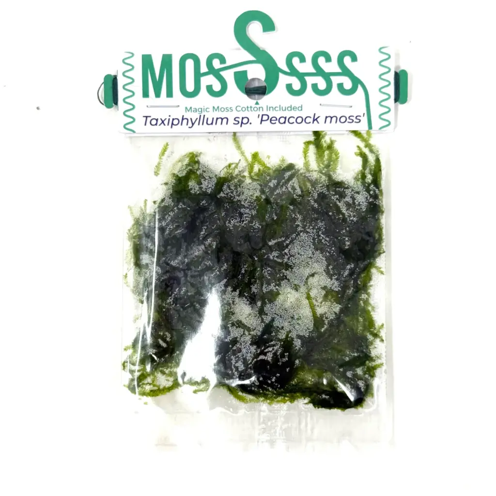 Buy ADA ZP813 Taxiphyllum sp Peacock Moss, ADA Peacock Moss India, ADA Greenhouse Cup moss, ADA aquatic plants India, ADA Taxiphyllum Peacock, ADA ZP813 India price, ADA aquarium moss, ADA moss for driftwood, ADA Nature Aquarium moss, ADA Greenhouse aquatic moss India