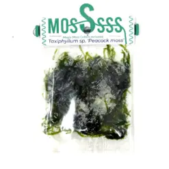 Buy ADA ZP813 Taxiphyllum sp Peacock Moss, ADA Peacock Moss India, ADA Greenhouse Cup moss, ADA aquatic plants India, ADA Taxiphyllum Peacock, ADA ZP813 India price, ADA aquarium moss, ADA moss for driftwood, ADA Nature Aquarium moss, ADA Greenhouse aquatic moss India