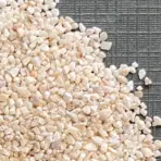 Buy JUN Gokujyou Sango Natural Sand 5kg, coral sand aquarium India, natural aquarium sand mineral rich, shrimp safe coral sand, freshwater aquarium sand JUN, buffering substrate aquarium, decorative natural sand aquarium, planted tank sand India