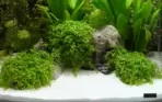 Buy Dennerle Plantahunter Beach 5kg, Dennerle Plantahunter beach sand, cosmetic aquarium sand Dennerle, beach style aquarium substrate, decorative aquarium sand 5kg, Dennerle aquascaping sand, freshwater cosmetic sand aquarium, Dennerle Plantahunter substrate