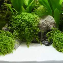 Buy Dennerle Plantahunter Beach 5kg, Dennerle Plantahunter beach sand, cosmetic aquarium sand Dennerle, beach style aquarium substrate, decorative aquarium sand 5kg, Dennerle aquascaping sand, freshwater cosmetic sand aquarium, Dennerle Plantahunter substrate
