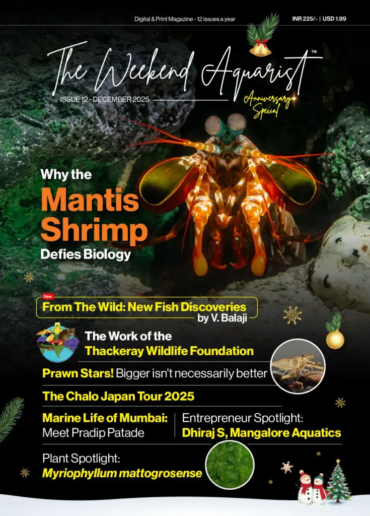 Buy The Weekend Aquarist - December 2025 Edition magazine