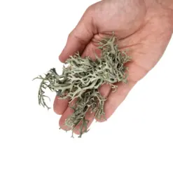 Buy WIO Bits Lichen Mix 50g Online India, aquarium lichen decoration India, aquascaping lichen material, biotope aquarium lichen, paludarium lichen decor, WIO lichen mix, natural aquascape detailing material, terrarium lichen decoration India