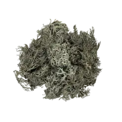 Buy WIO Bits Lichen Mix 50g Online India, aquarium lichen decoration India, aquascaping lichen material, biotope aquarium lichen, paludarium lichen decor, WIO lichen mix, natural aquascape detailing material, terrarium lichen decoration India