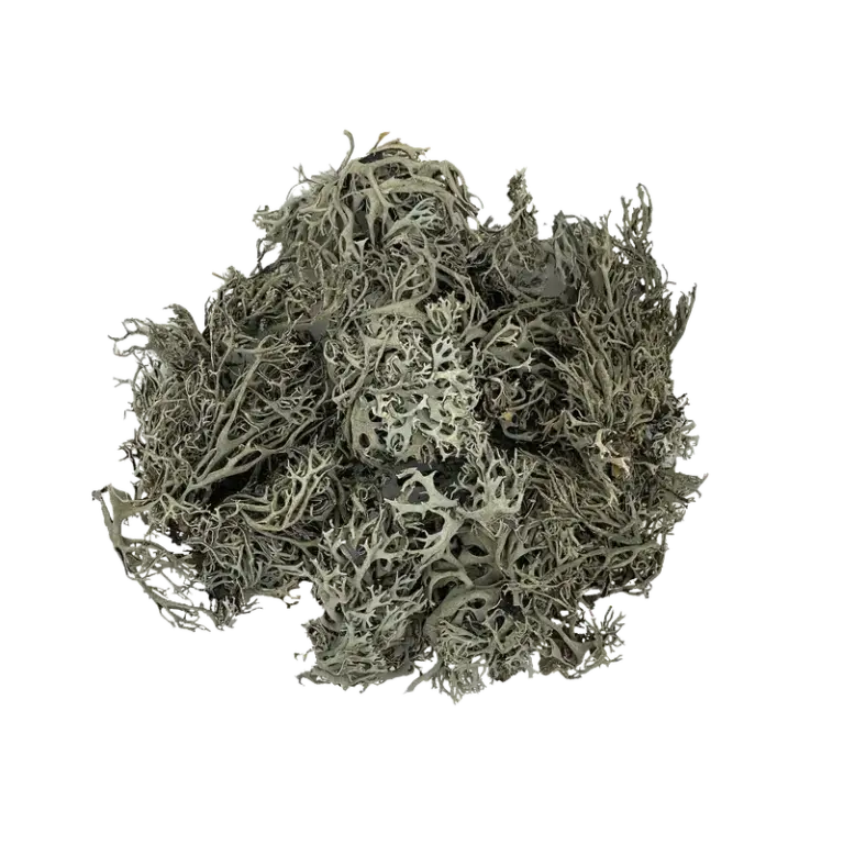 Buy WIO Bits Lichen Mix 50g Online India, aquarium lichen decoration India, aquascaping lichen material, biotope aquarium lichen, paludarium lichen decor, WIO lichen mix, natural aquascape detailing material, terrarium lichen decoration India