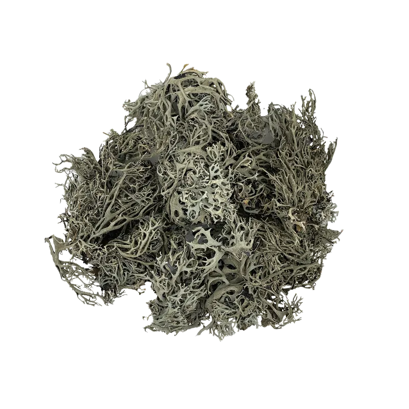 Buy WIO Bits Lichen Mix 50g Online India Buy WIO Bits Lichen Mix 50g Online India, aquarium lichen decoration India, aquascaping lichen material, biotope aquarium lichen, paludarium lichen decor, WIO lichen mix, natural aquascape detailing material, terrarium lichen decoration India