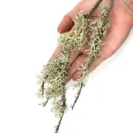 Buy WIO Branches Lichen 100g Online India, aquarium branch lichen decoration India, aquascaping lichen for driftwood, biotope aquarium lichen material, paludarium branch lichen, WIO lichen decoration, natural aquascape wood detailing, terrarium lichen decor India
