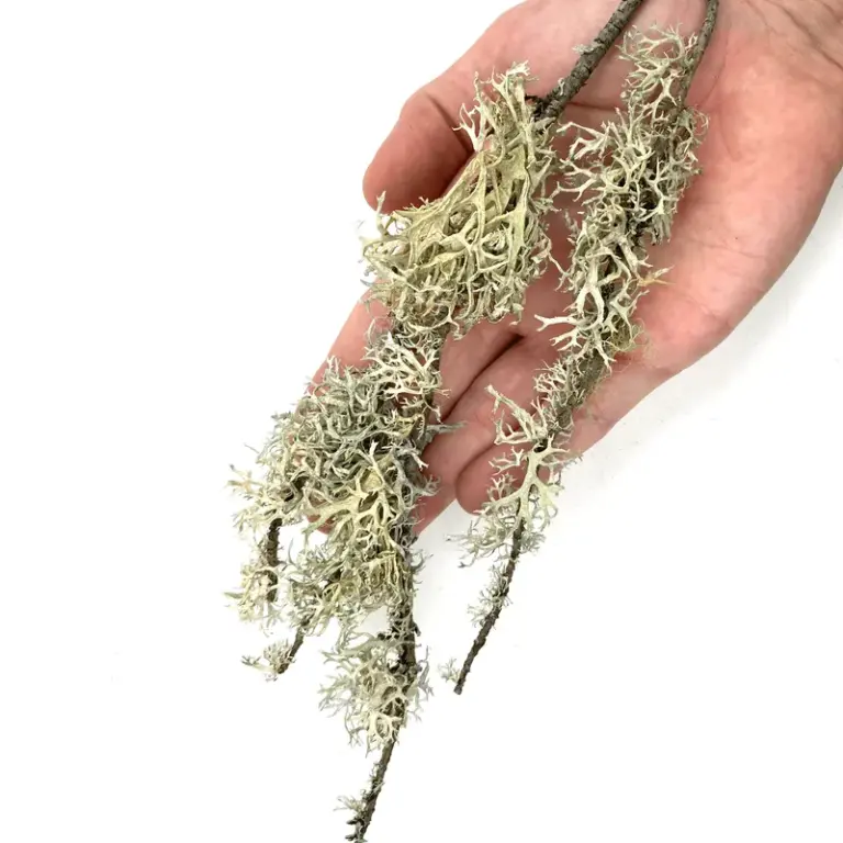 Buy WIO Branches Lichen 100g Online India, aquarium branch lichen decoration India, aquascaping lichen for driftwood, biotope aquarium lichen material, paludarium branch lichen, WIO lichen decoration, natural aquascape wood detailing, terrarium lichen decor India