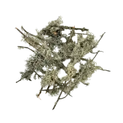 Buy WIO Branches Lichen 100g Online India, aquarium branch lichen decoration India, aquascaping lichen for driftwood, biotope aquarium lichen material, paludarium branch lichen, WIO lichen decoration, natural aquascape wood detailing, terrarium lichen decor India