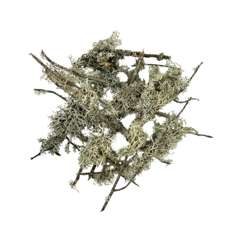 Buy WIO Branches Lichen 100g Online India, aquarium branch lichen decoration India, aquascaping lichen for driftwood, biotope aquarium lichen material, paludarium branch lichen, WIO lichen decoration, natural aquascape wood detailing, terrarium lichen decor India