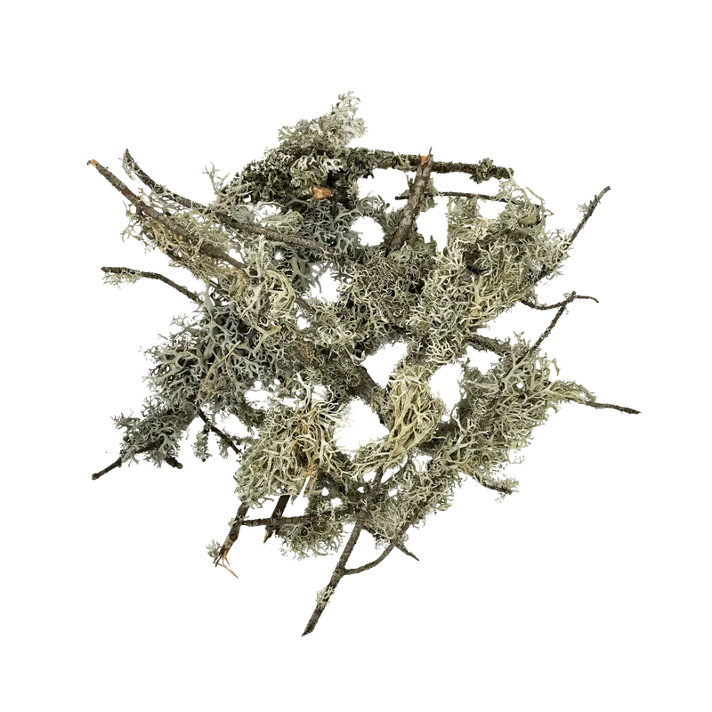 Buy WIO Branches Lichen 100g Online India Buy WIO Branches Lichen 100g Online India, aquarium branch lichen decoration India, aquascaping lichen for driftwood, biotope aquarium lichen material, paludarium branch lichen, WIO lichen decoration, natural aquascape wood detailing, terrarium lichen decor India