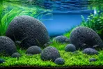 Black Lava Pebbles, black lava pebbles aquarium, volcanic lava pebbles India, aquarium lava rocks, aquascaping rocks India, black aquarium stones, natural volcanic stones for aquarium, planted tank hardscape rocks, lava pebbles for terrarium, aquarium decoration stones India, landscaping lava pebbles, black lava stone aquarium