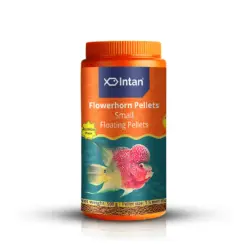 Intan Flower Horn Pellets - Small | Floating Fish Food - Intan Flower Horn Pellets Small, Flowerhorn fish food India, best food for kok growth, Kamfa cichlid pellets, floating fish food for Flowerhorn, astaxanthin fish food for color, high protein cichlid food, Flowerhorn food for juveniles, Intan fish food price India
