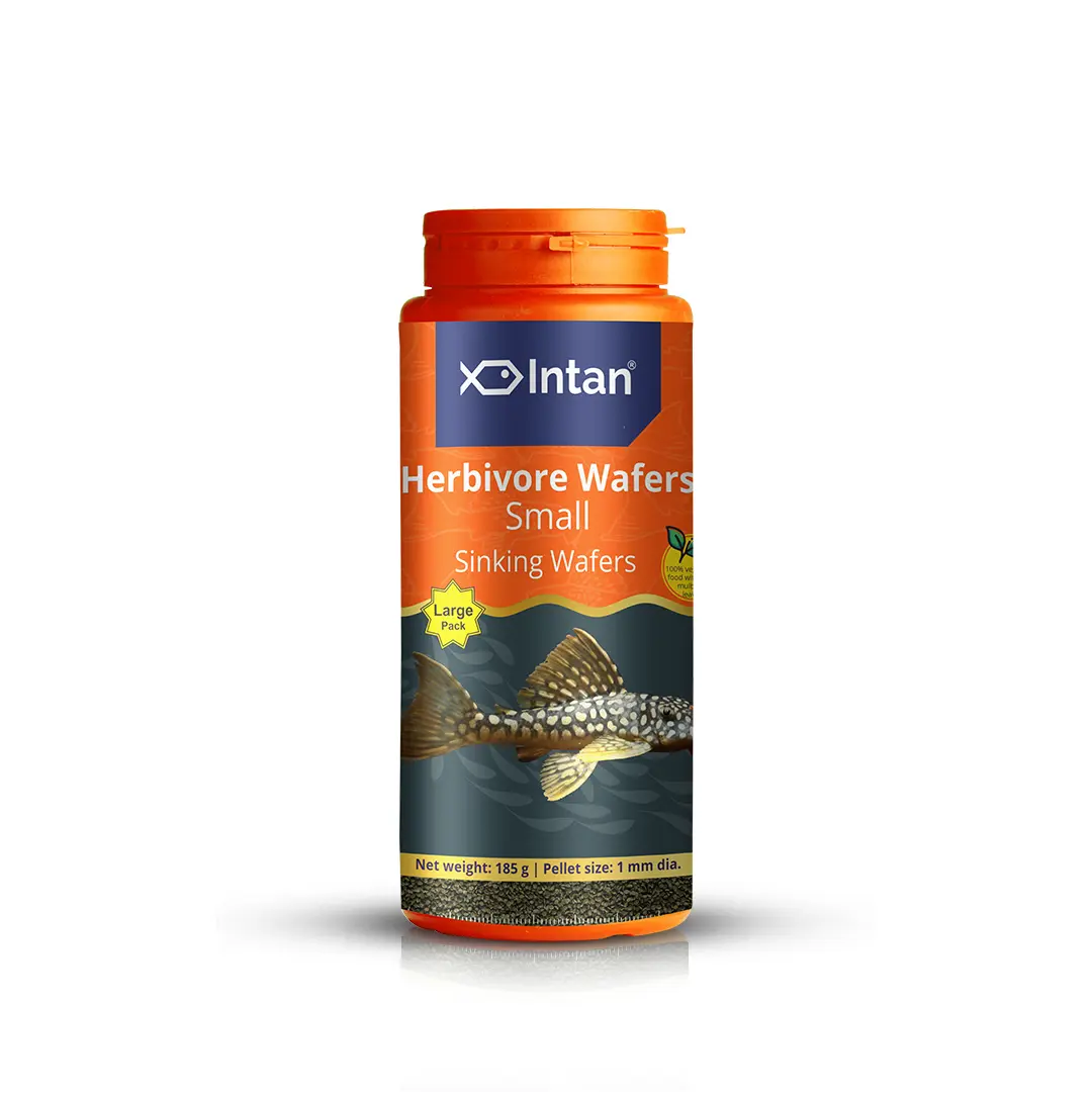Intan Herbivore Wafers - Small | Sinking Fish Food - Image 1 Intan Herbivore Wafers - Small | Sinking Fish Food - Intan Herbivore Wafers Small, sinking fish food for plecos, vegetarian fish food India, spirulina wafers for fish, Mbuna Cichlid food, Molly fish diet, best sinking wafers for herbivores, Intan aquarium food, herbivorous fish feed India