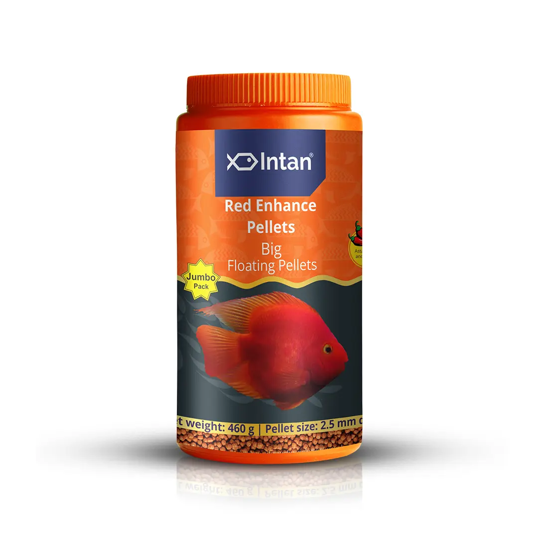 Intan Red Enhance Pellets - Big | Floating Fish Food - Image 1 Intan Red Enhance Pellets - Big | Floating Fish Food - Intan Red Enhance Pellets Big, red colour enhancing fish food India, Blood Parrot Cichlid food, natural astaxanthin fish food, floating pellets for parrot fish, best fish food for red colour, Antarctic krill fish food, high protein parrot fish food