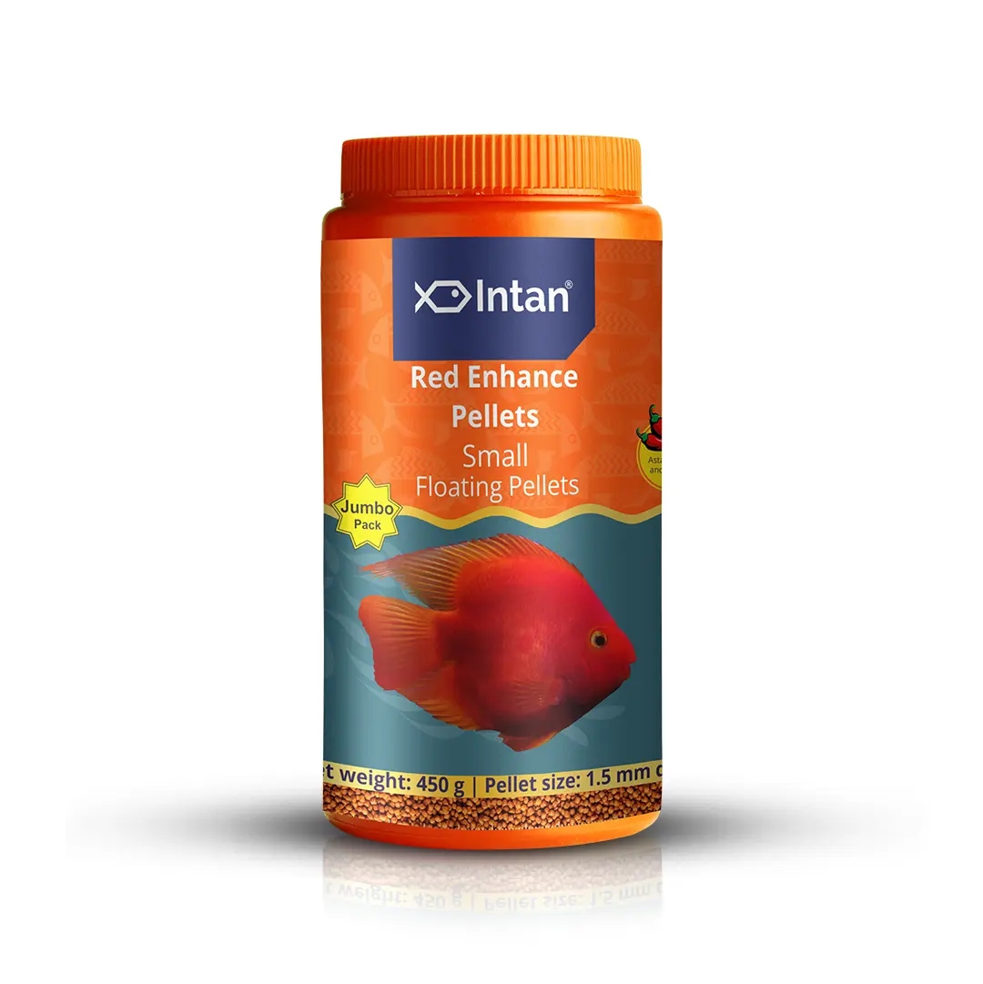 Intan Red Enhance Pellets - Small | Floating Fish Food - Image 1 Intan Red Enhance Pellets - Small | Floating Fish Food - Intan Red Enhance Pellets, red parrot fish food India, floating fish food for blood parrot cichlid, natural colour enhancing fish food, astaxanthin fish food, parrot fish pellets small, best fish food for red colour, Intan aquarium feed, fish food for red pigmentation