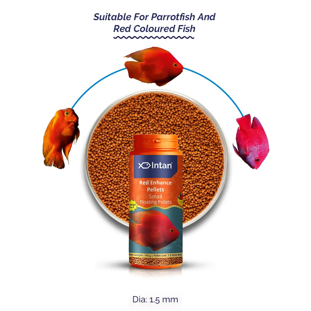Intan Red Enhance Pellets - Small | Floating Fish Food - Intan Red Enhance Pellets, red parrot fish food India, floating fish food for blood parrot cichlid, natural colour enhancing fish food, astaxanthin fish food, parrot fish pellets small, best fish food for red colour, Intan aquarium feed, fish food for red pigmentation